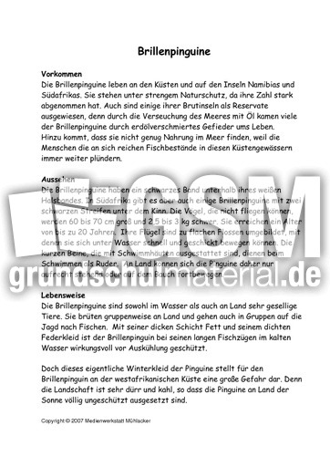 Brillenpinguine-Text-S1.pdf
